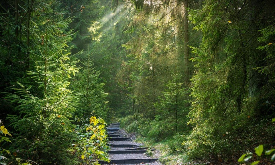 Chemin forestier baigné de lumière. Symbolise l’évolution intérieure, la guidance et le cheminement personnel.